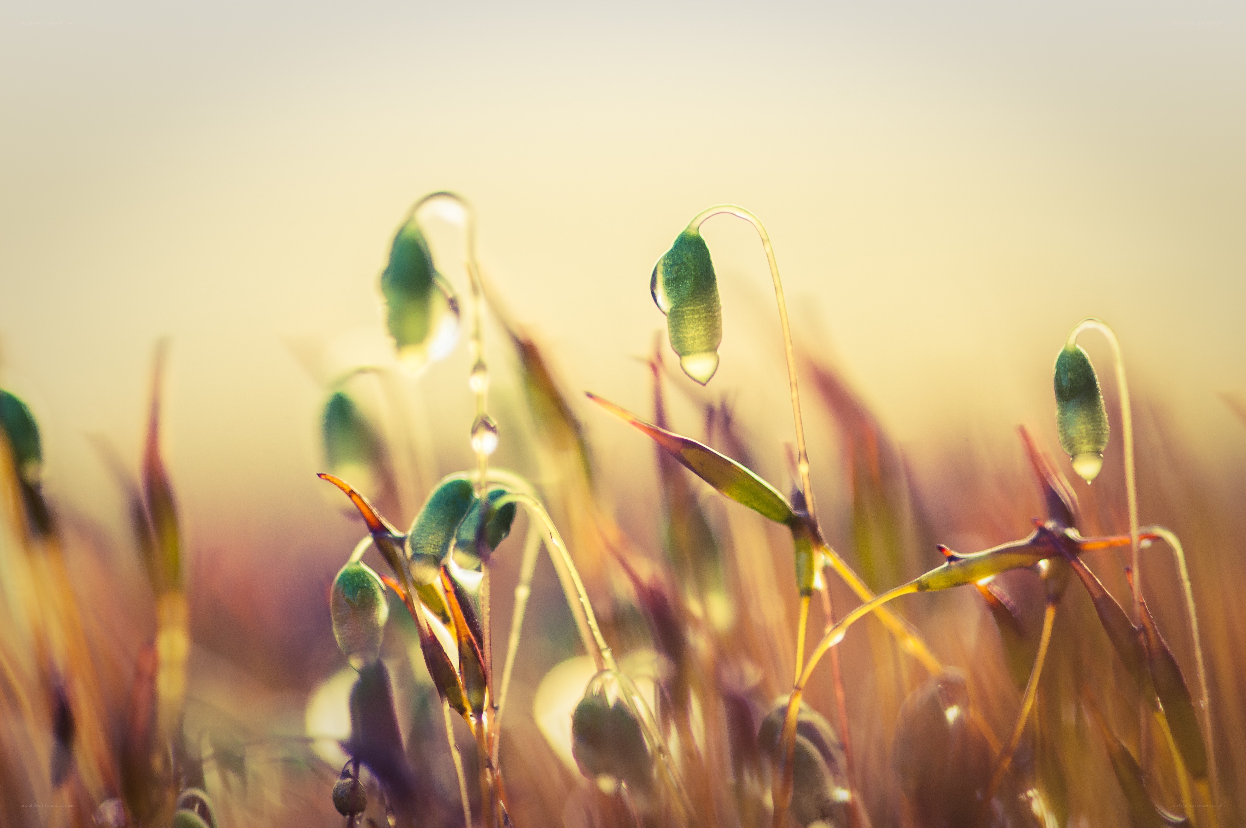 Dew drops on green seed pods