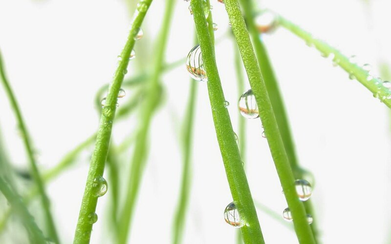 Dew drops on green stems
