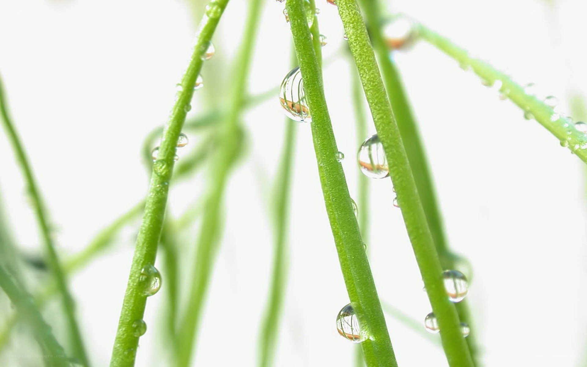 Dew drops on green stems