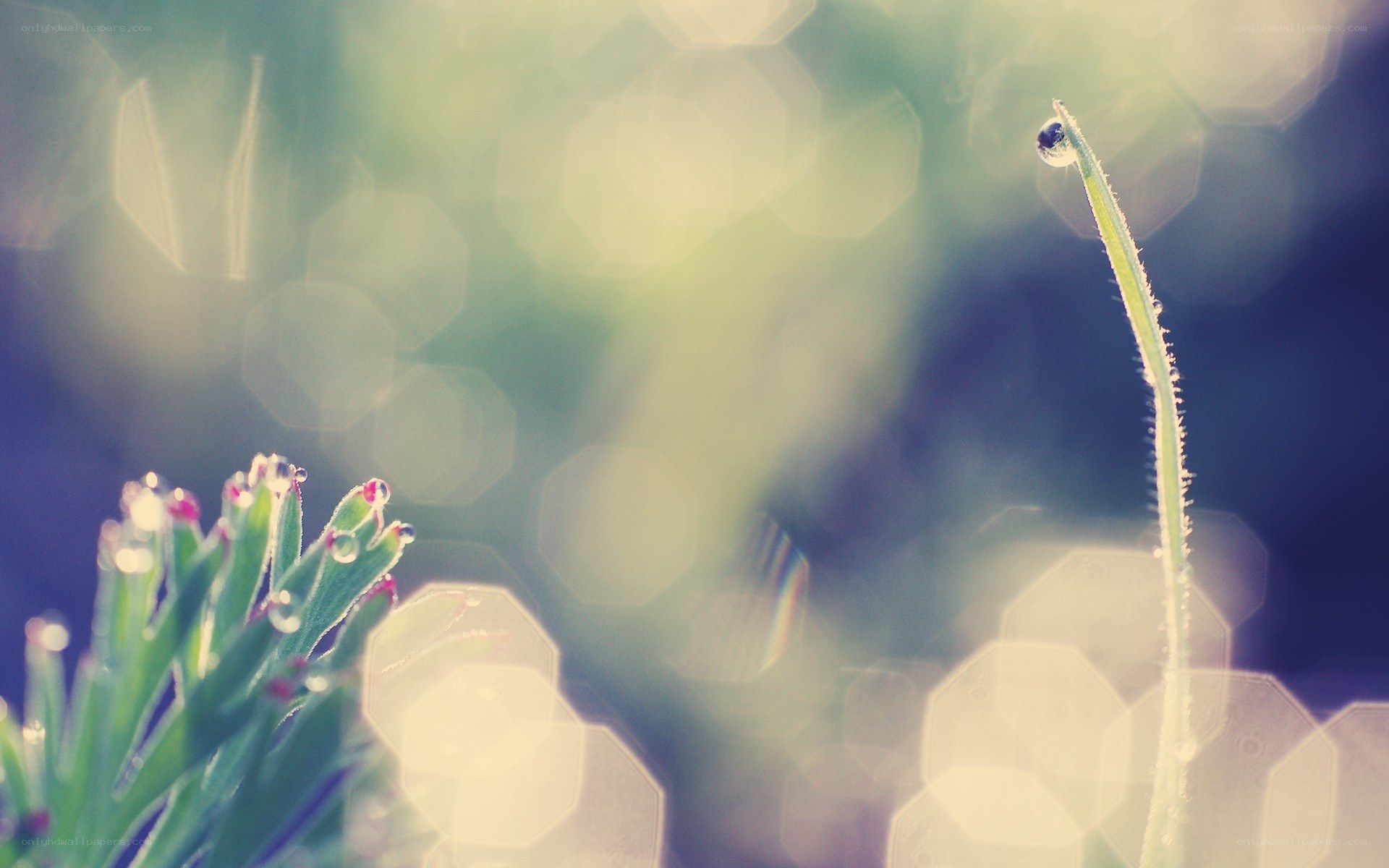 Dew drops on green stems