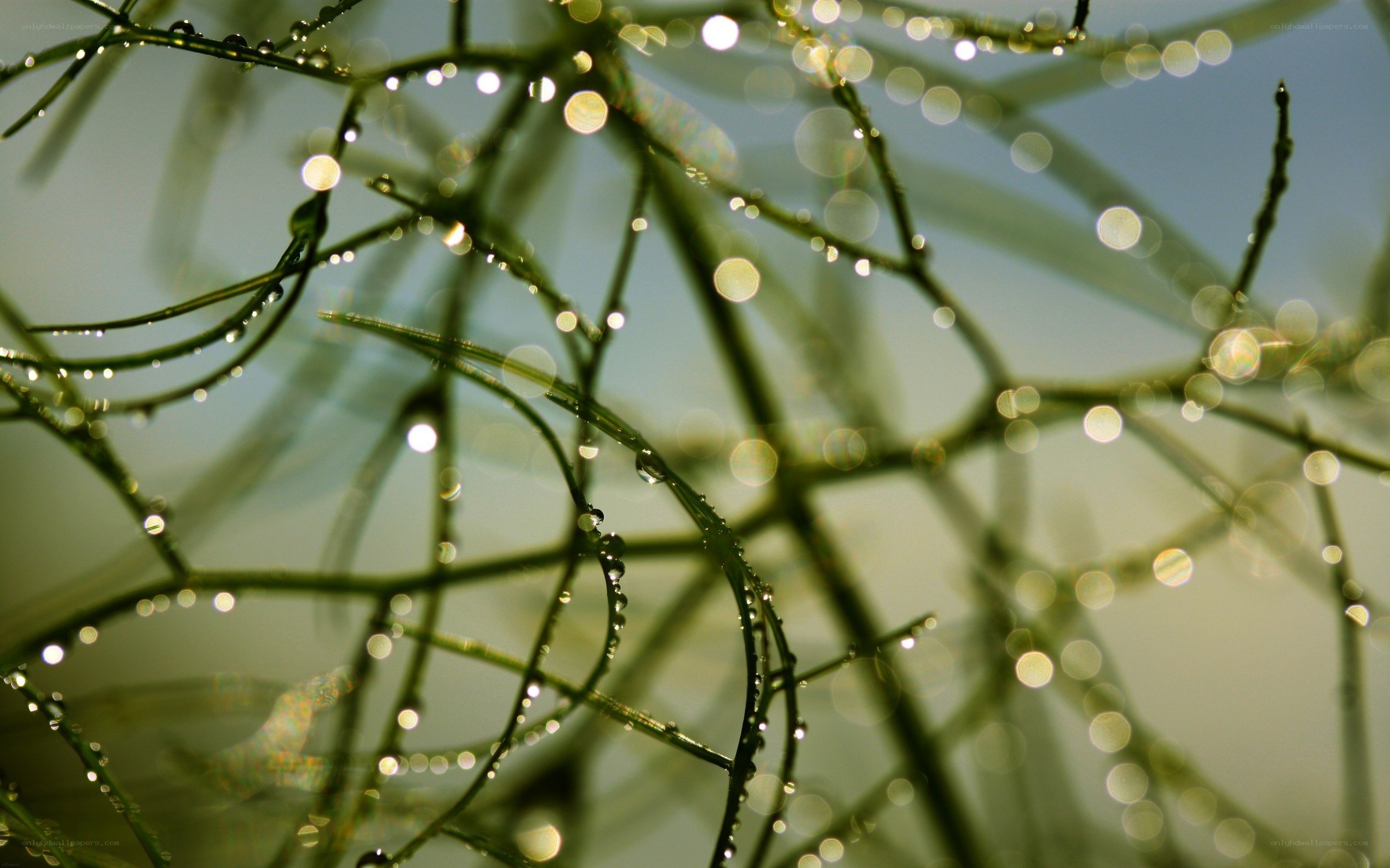 Dew drops on green stems