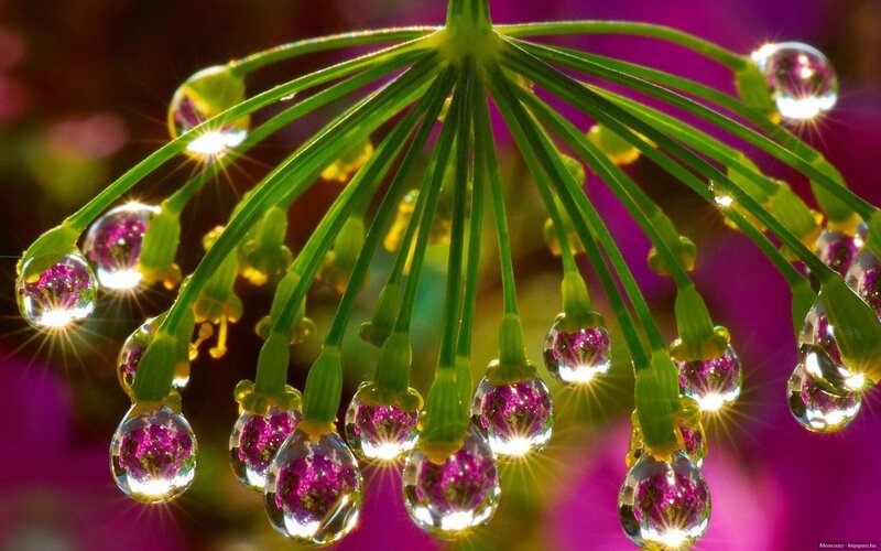 Dew Drops on Green Stems — Serene