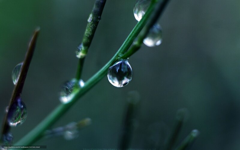 Dew drops on green stems