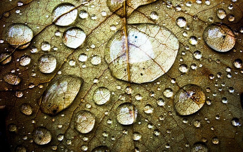 Dew Drops on Leaf — Brown