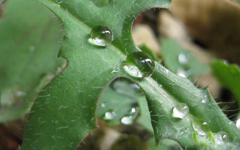 Dew Drops on Leaf — Green