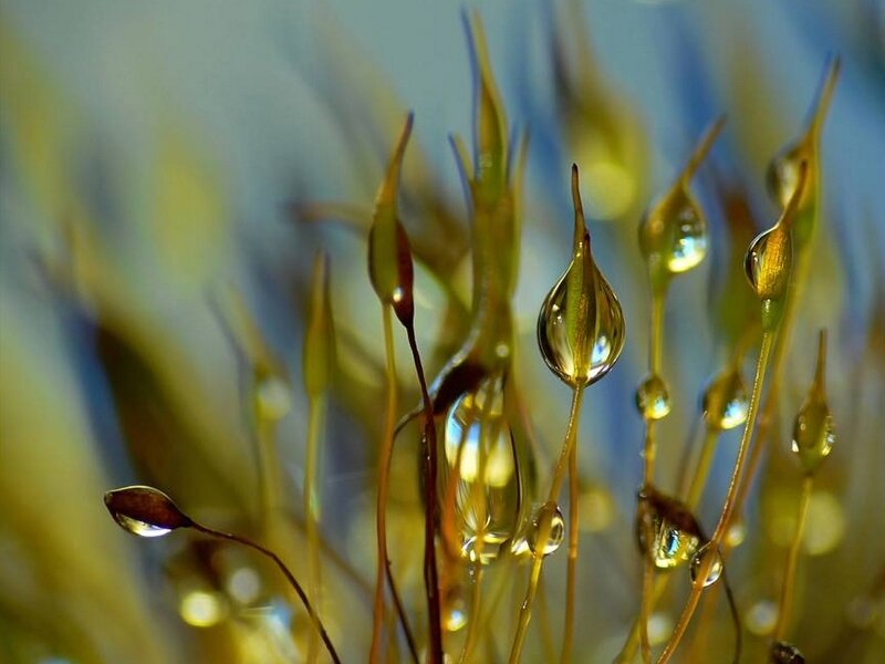 Dew drops on moss capsules