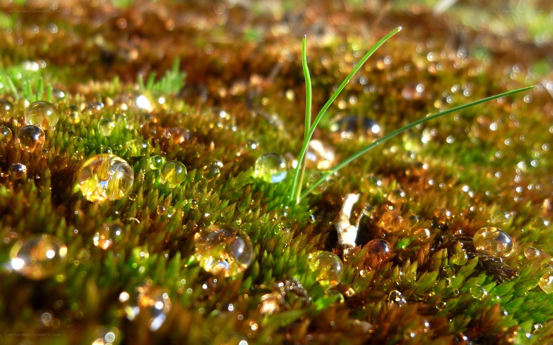 Dew drops on moss with grass