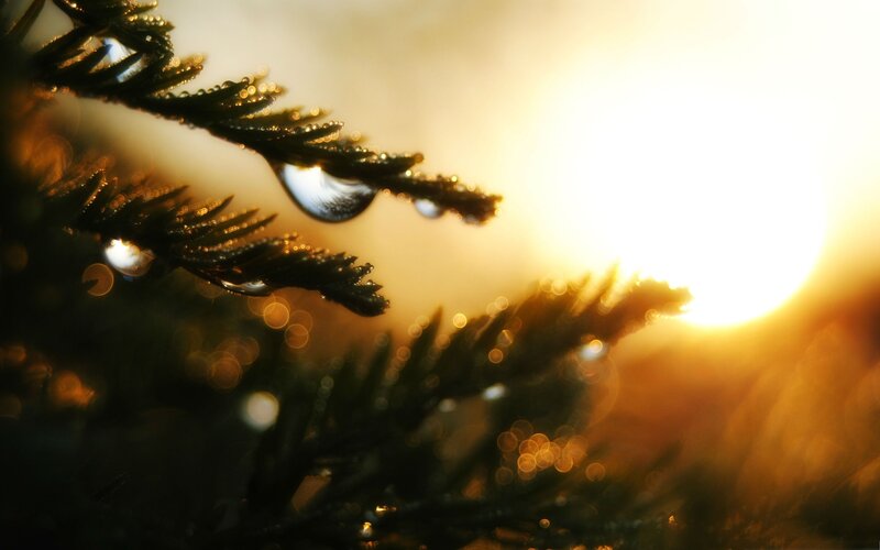 Dew drops on pine branch