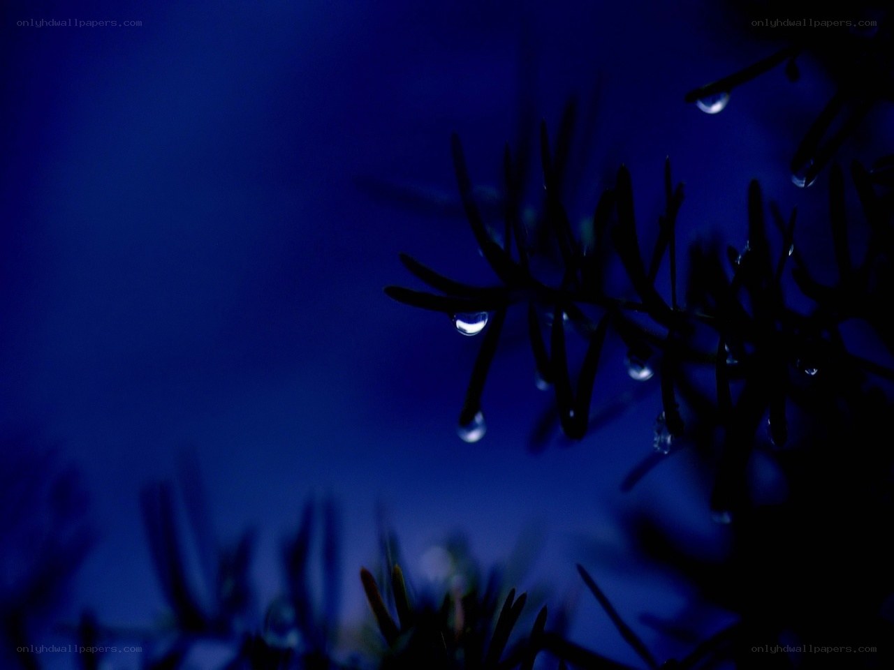 Dew drops on pine needles