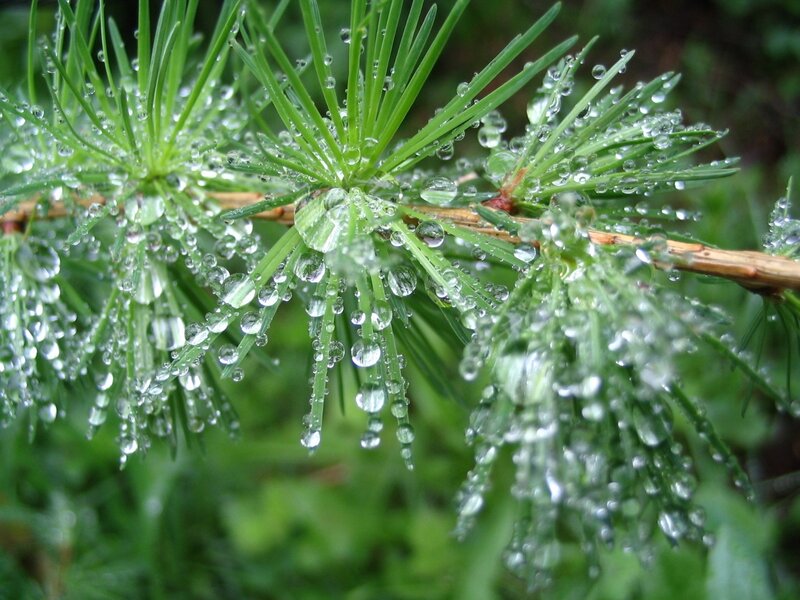 Dew drops on pine needles