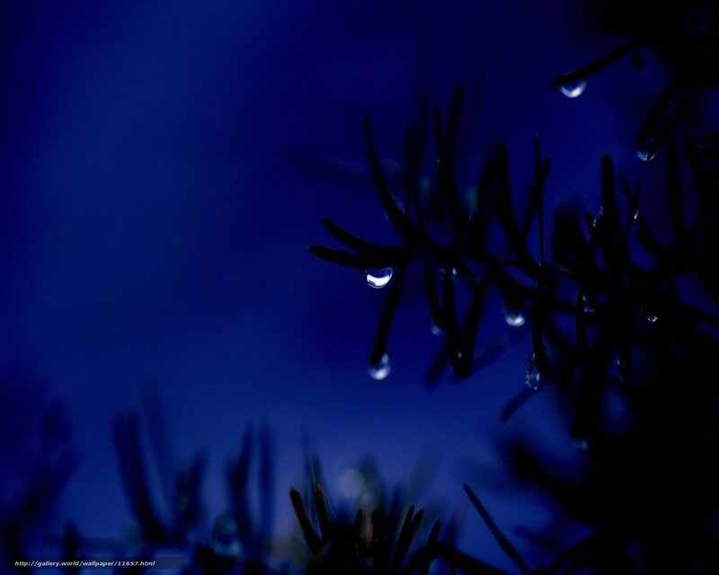 Dew drops on pine needles