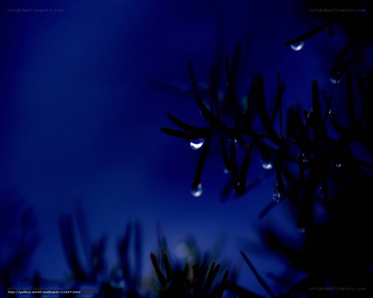 Dew drops on pine needles