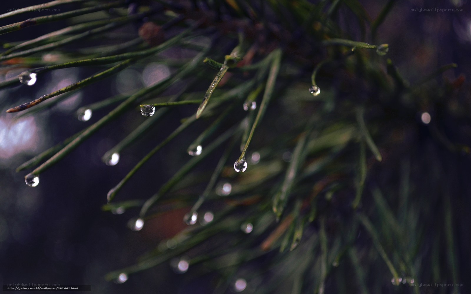 Dew drops on pine needles