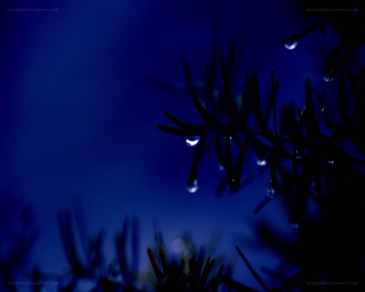 Dew drops on pine needles