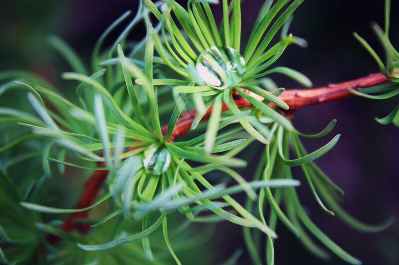 Dew drops on pine needles