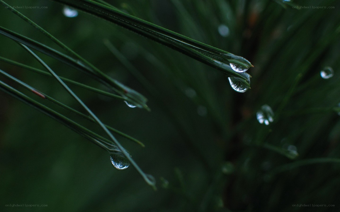 Dew drops on pine needles