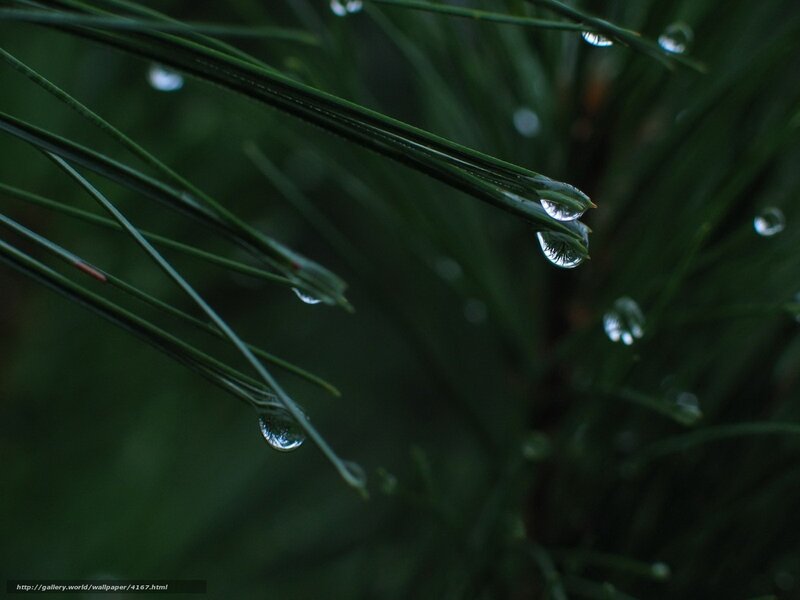 Dew drops on pine needles