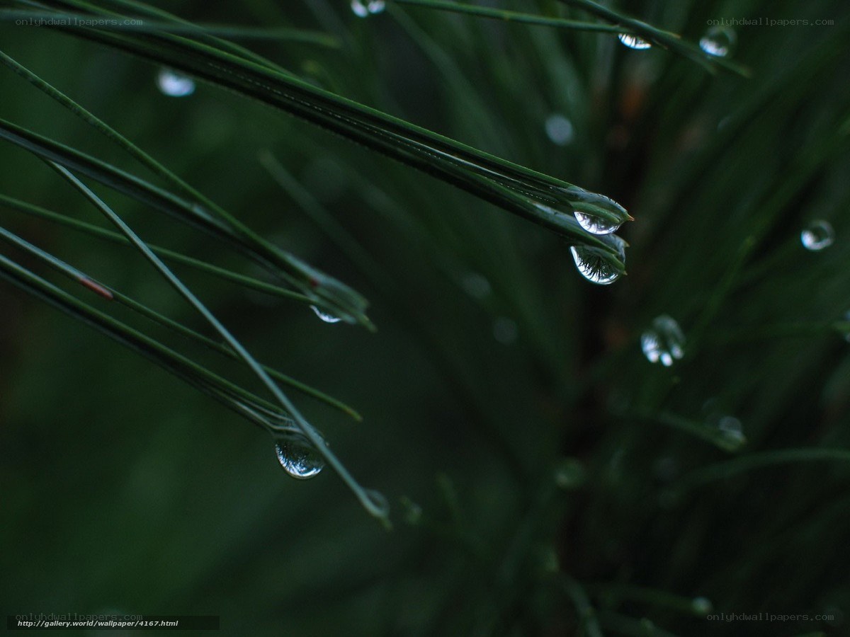 Dew drops on pine needles