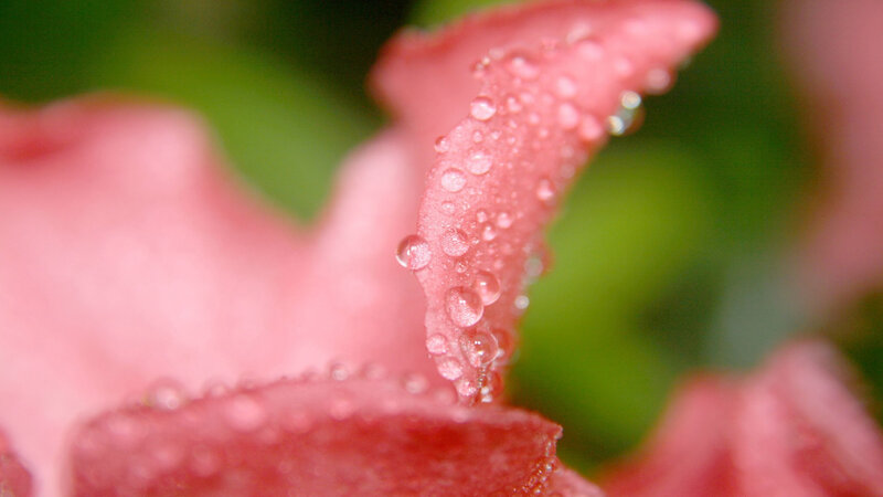 dew drops on pink flower