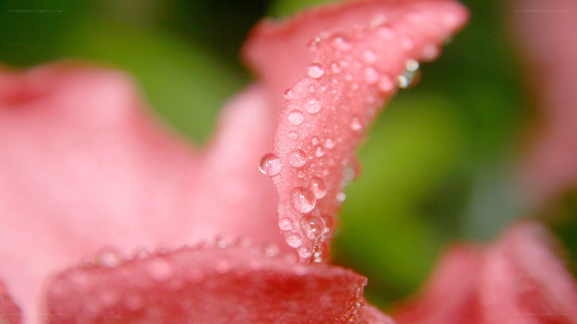 dew drops on pink flower