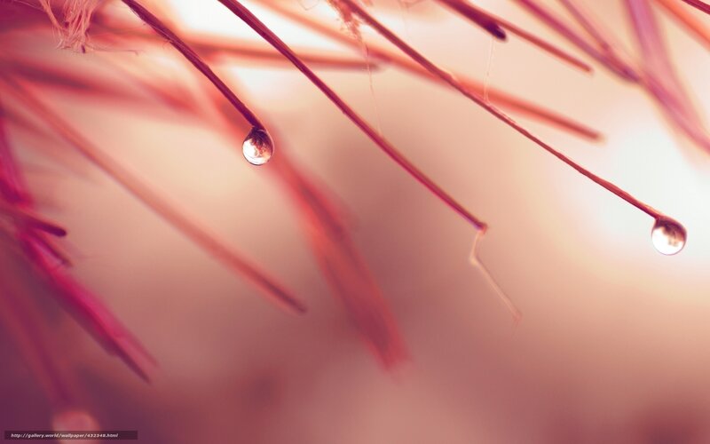 Dew Drops on Plant Fibers — Pink, Serene