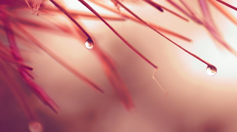 Dew Drops on Plant Fibers — Pink