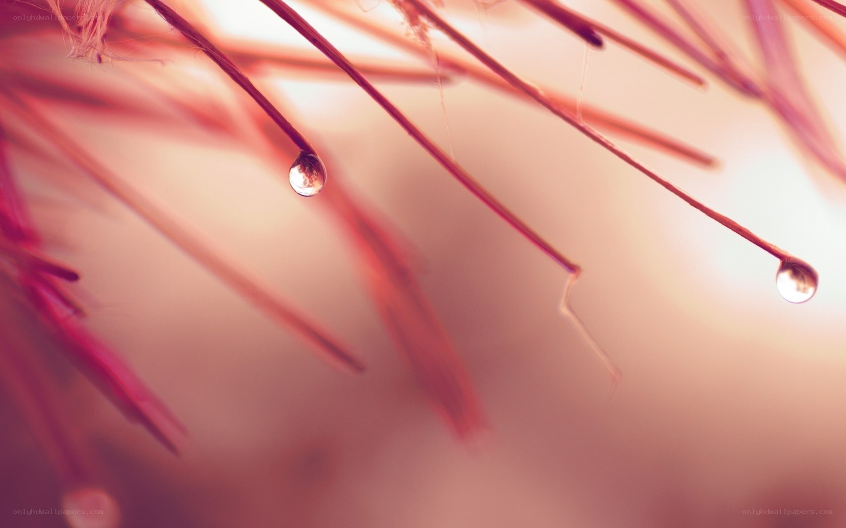 dew drops on plant fibers