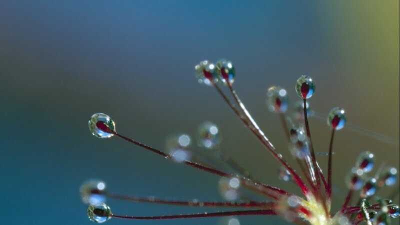 Dew drops on plant filaments