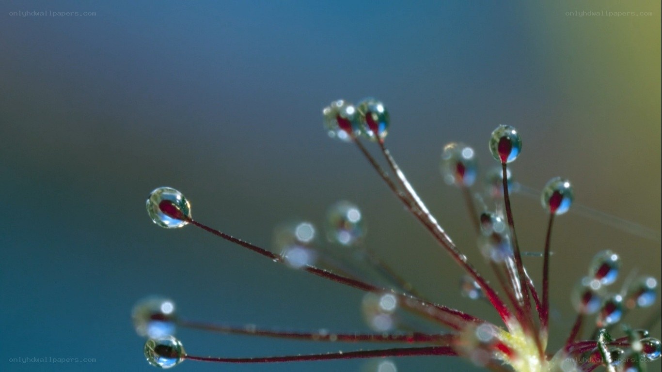 Dew drops on plant filaments