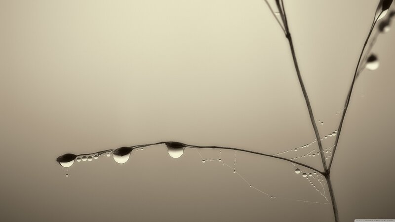 Dew Drops on Plant Stem — Brown