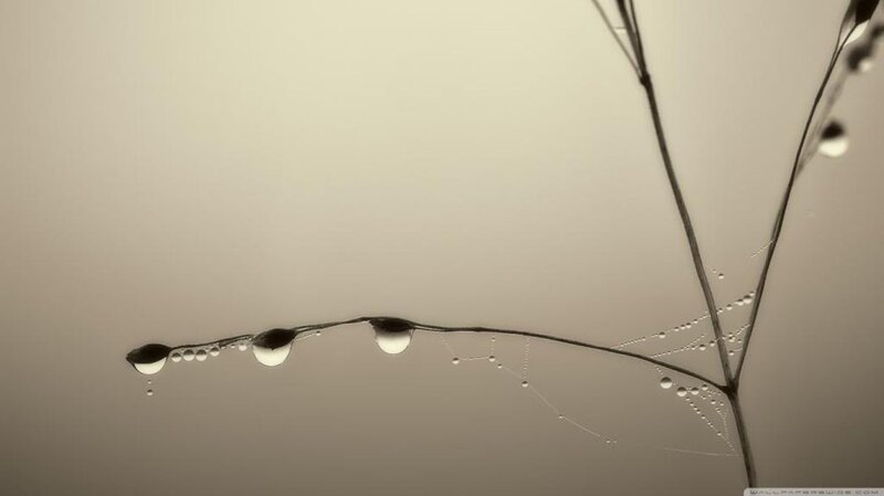 Dew Drops on Plant Stem