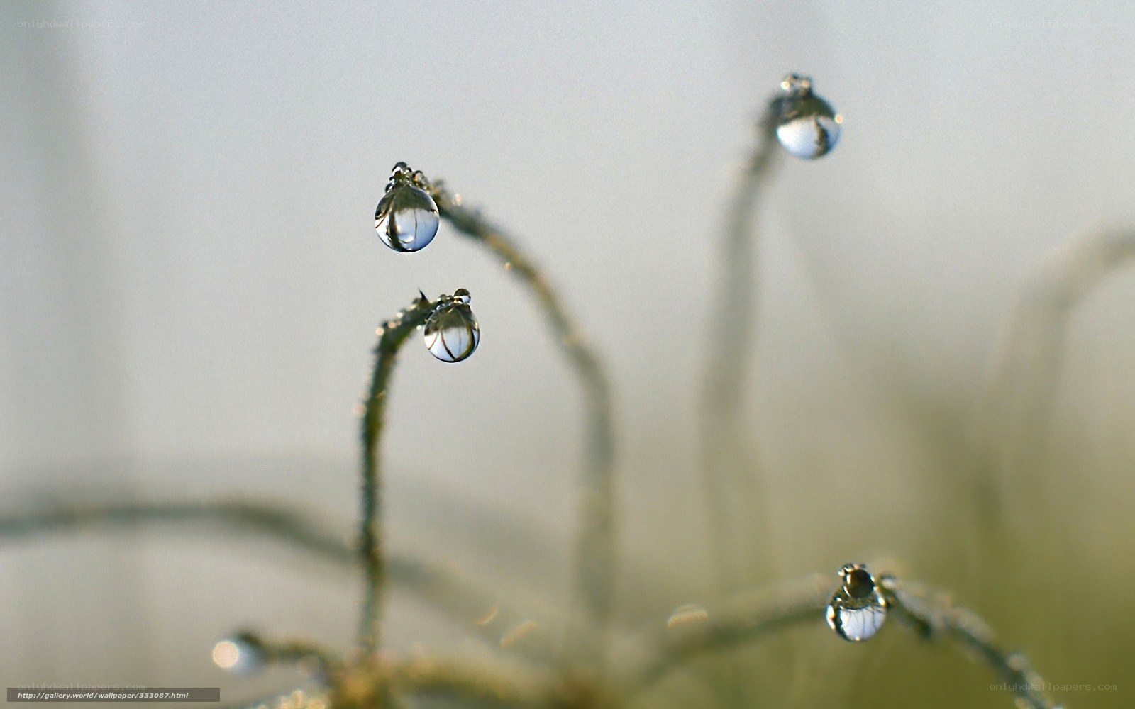 Dew drops on plant stems