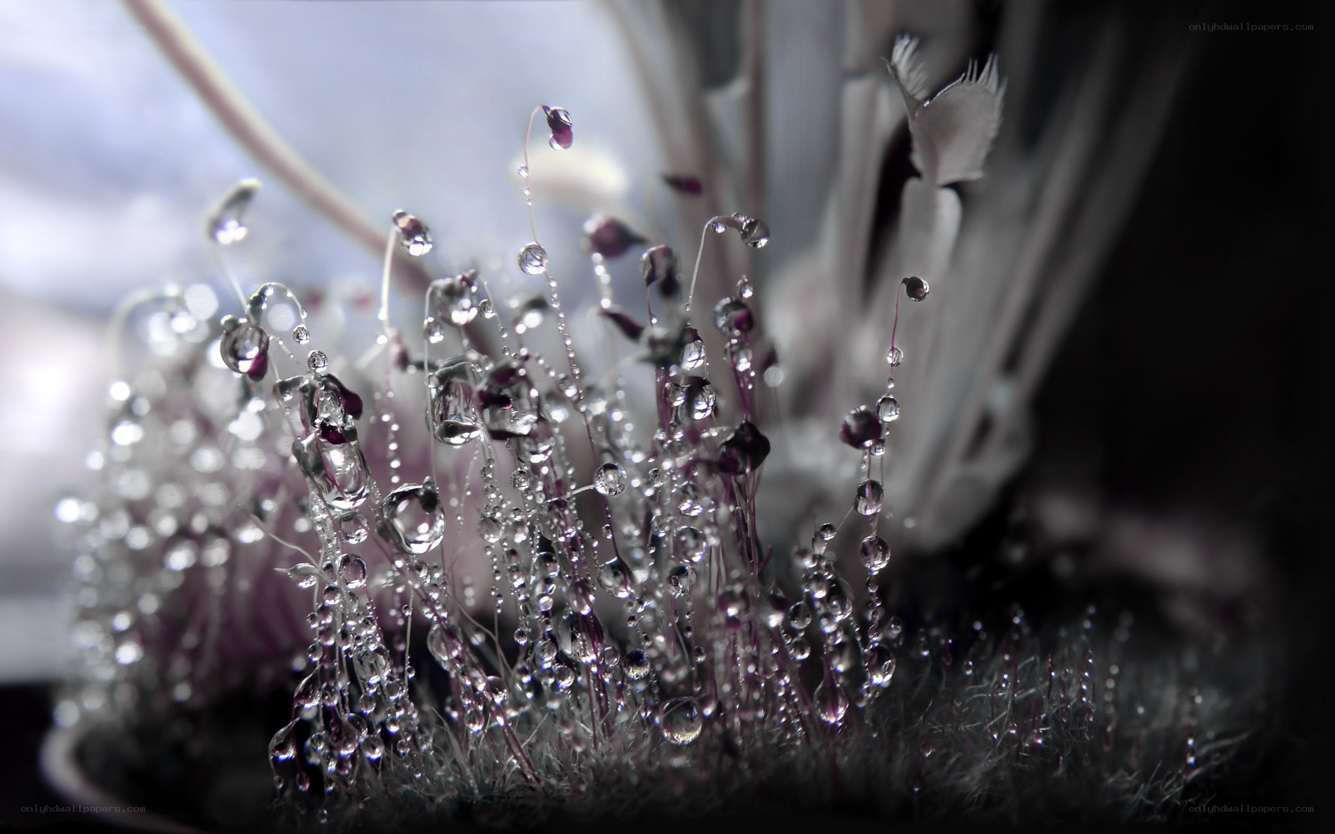 Dew drops on plant stems