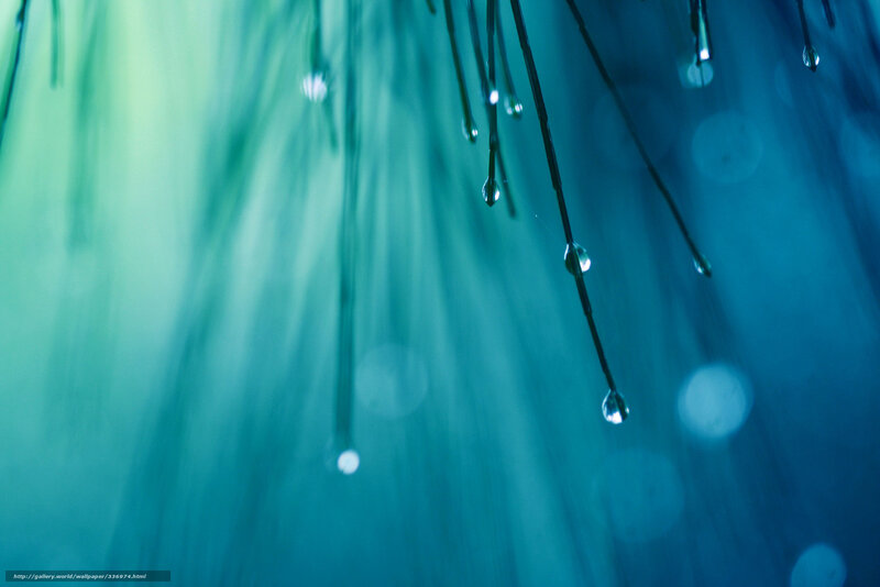 Dew Drops on Plant Stems — Blue, Serene