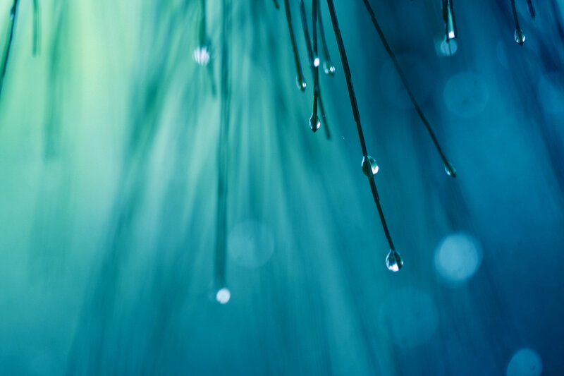 Dew Drops on Plant Stems — Blue