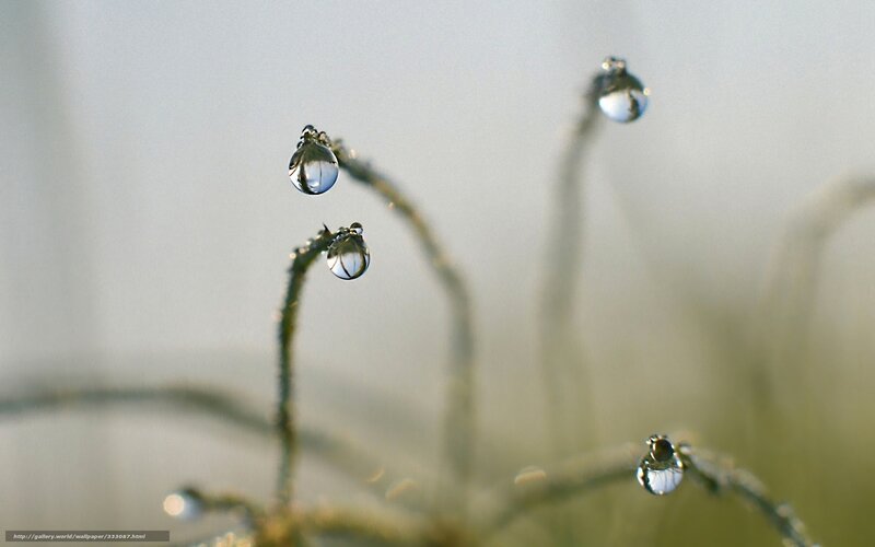 Dew Drops on Plant Stems — White