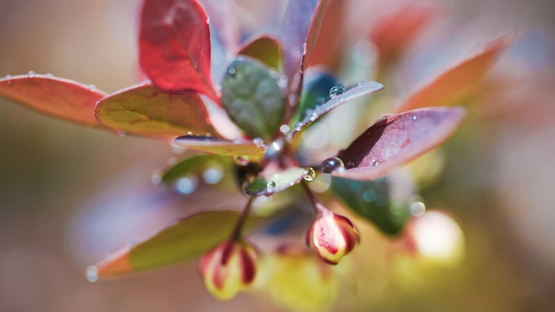 dew drops on red leaves