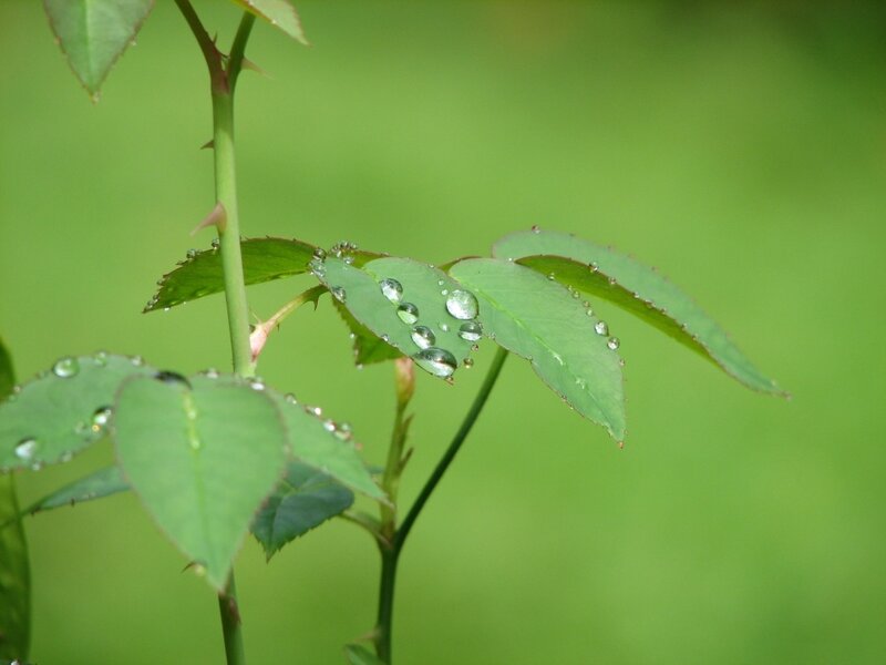 Dew drops on rose leaves