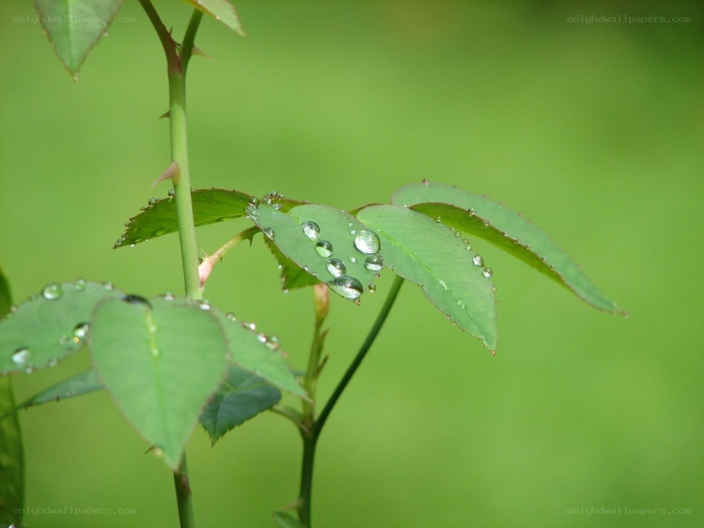 Dew drops on rose leaves
