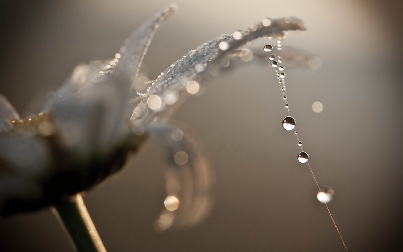 Dew Drops on Spider Web — Gray, Serene