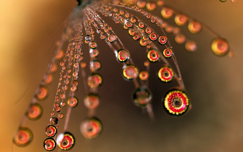 Dew Drops on Spider Web — Yellow