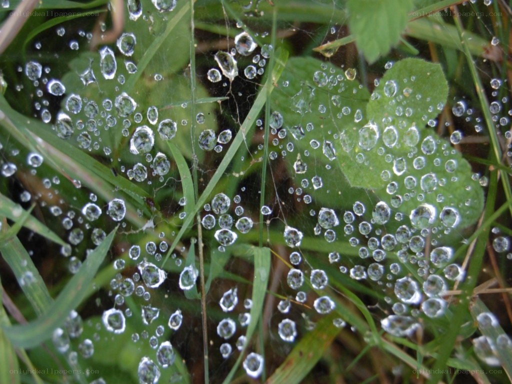 dew drops on spider web
