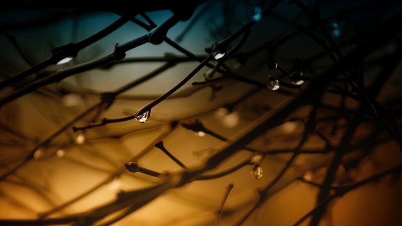 Dew Drops on Tree Branches — Brown