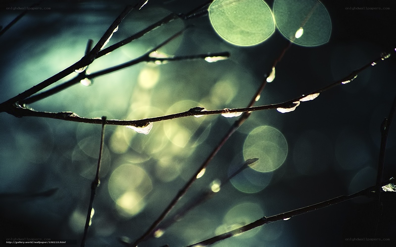 Dew drops on tree branches