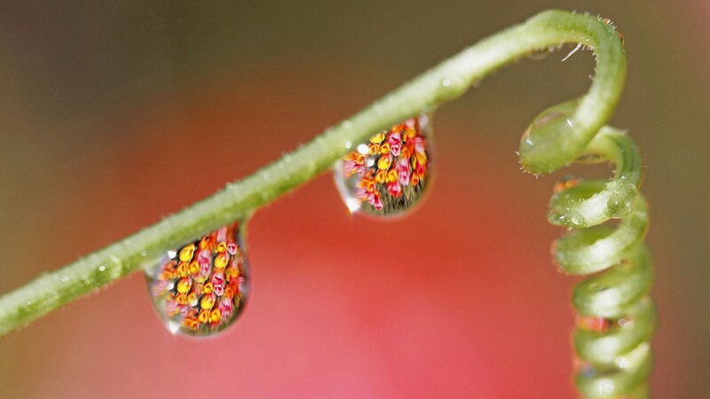 Dew Drops on Vine