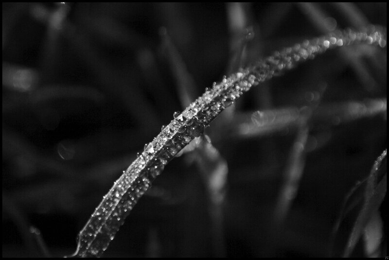 Dew on a blade of grass
