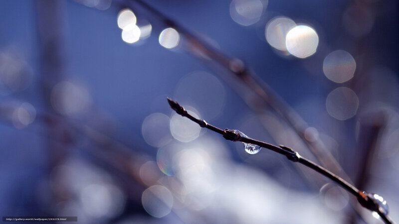 dew on a branch
