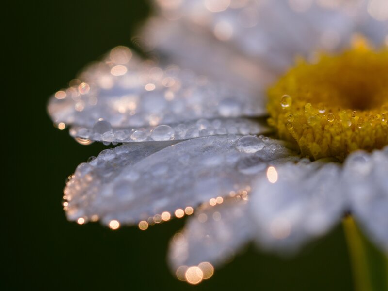 Dew on a daisy flower