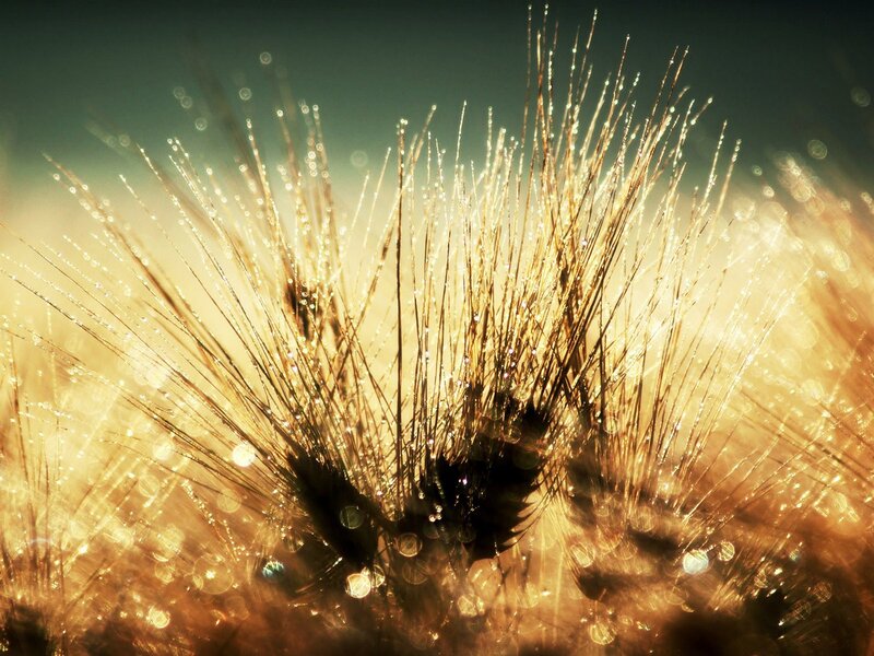 Dew on a dandelion seed head