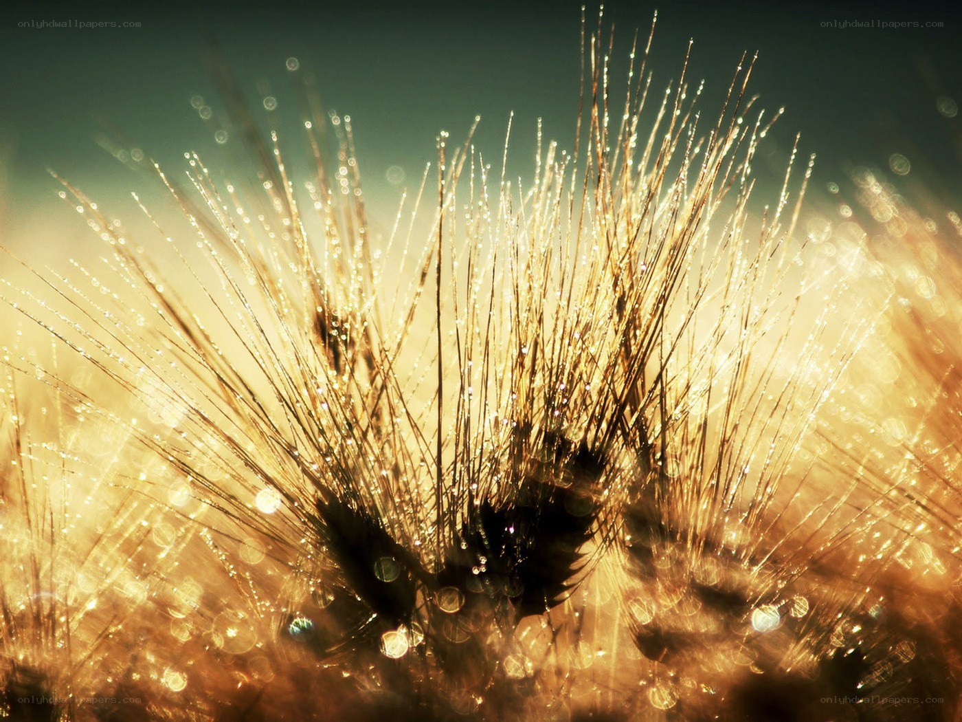 Dew on a dandelion seed head